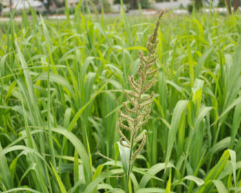 “How Millets Support Sustainable Farming & Climate-Resilient Agriculture”